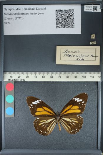 Media type: image;   Entomology 166182